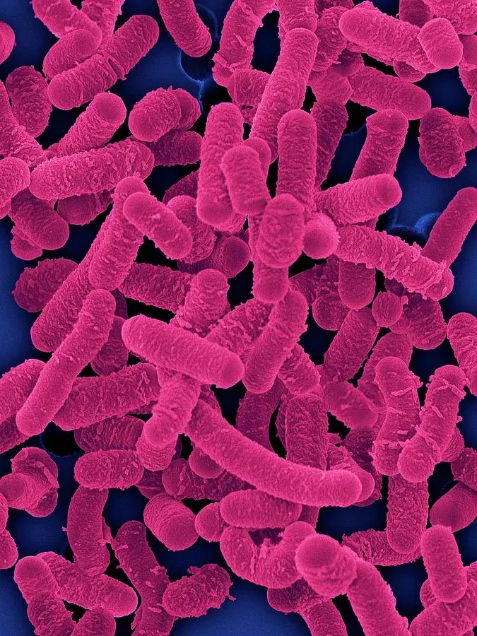 Lactobacillus Acidophilus NCFM